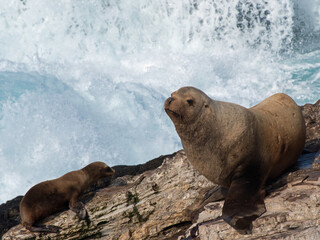 Obraz premium Steller Sea Lion With California Sea Lion on Central Coast of California