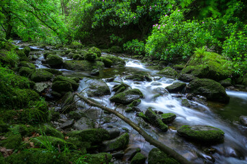 stream in the forest