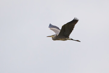 Grey Heron in flight ( Ardea Cinerea )