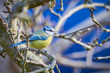 Eurasian Blue Tit Sitting on a Branch and Eating Seeds ( Cyanistes caeruleus )