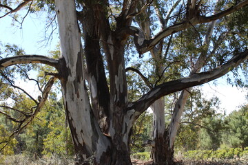 big tree