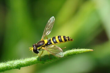 Long Hover Fly (Sphaerophoria scripta)