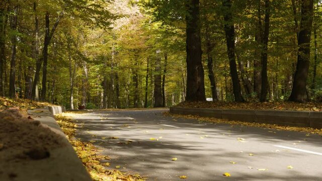 Car driving along an empty forest road, littered with autumn leaves. Falling autumn maple leaves. Autumn park or forest.