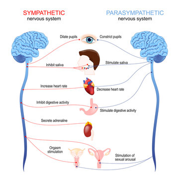 Sympathetic and parasympathetic nervous system