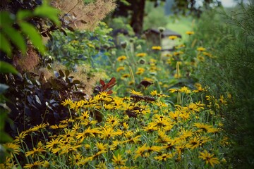 Summer garden view with bokeh beehives. Rudbeckia flower show. Rustic garden.