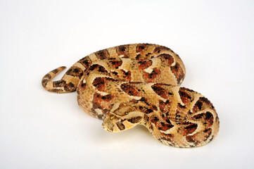 Puff adder // Puffotter (Bitis arietans) 