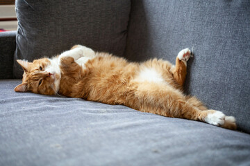 ginger cat sleeps on its back with its legs stretched out. estrus, sterilization and pet health