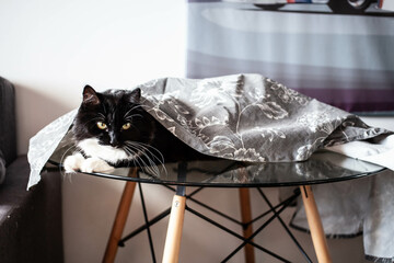 black and white cat lies on the table under the tablecloth. poor manners and problems with pet...