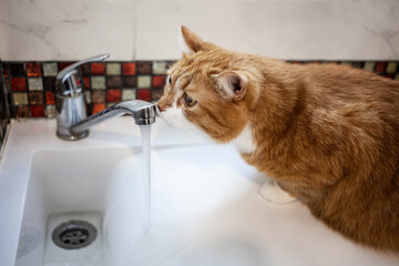 ginger cat sits on the sink and sniffs a stream of water from the tap