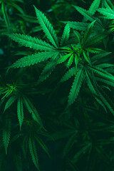 medical weed plant and leaf