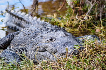 alligator in the swamp