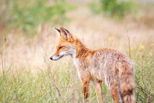 Räude Bilder Durchsuchen 5,122 Archivfotos, und Videos