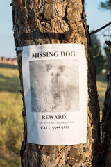 On the tree hangs the announcement of the missing puppy, close up