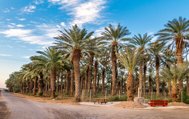 Fototapeta na wymiar Resting place among plantation of date palms intended for actually healthy food production. Dates production is rapidly developing agriculture industry in desert areas of the Middle East