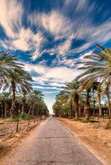 Fototapeta na wymiar Road among plantation of date palms intended for actually healthy food production. Dates production is rapidly developing agriculture industry in desert areas of the Middle East
