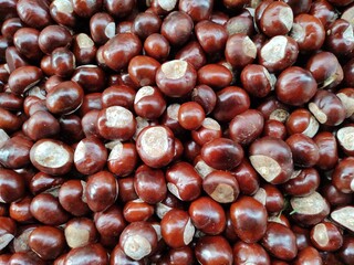 chestnuts close up