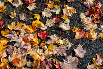 beautiful leaves drawing