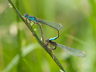 Common Blue Damselflies Mating on a Grass Stem
