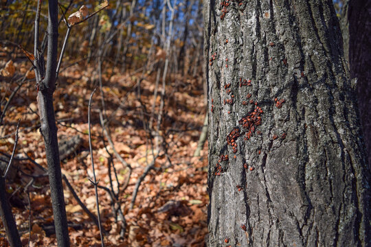 Soldier bugs formed a cluster on the bark of a lime tree on an autumn day
