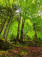 Beech forest in summer. Sunlight shining through the fresh green leaves.
