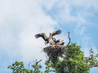 White Stork Feeding its Young in the Nest. Knepp Estate.