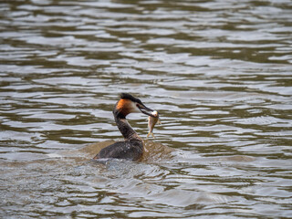 Great Crested Grebe With a Fish