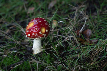 Amanita muscaria mushroom - red, white-spotted fungus eaten by slugs in the forest.