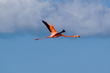 kite in flight
