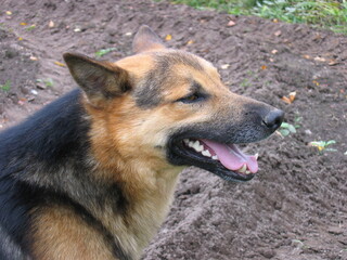 german shepherd dog