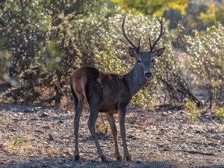 Naklejka na ściany i meble Deer. Monfrague National Park. Spain.