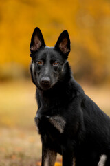 Beautiful black dog of breed German Shepherd