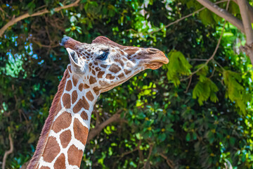 portrait giraffe in the jungle