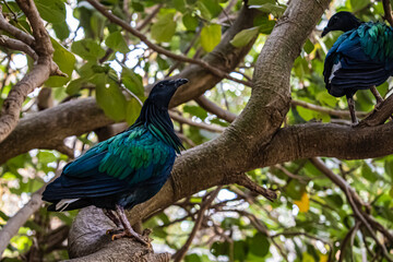 blue bird on the branch