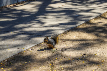 a fuzzy brown squirrel eating an acorn in the park at Kenneth Hahn Recreation Area in Los Angeles...