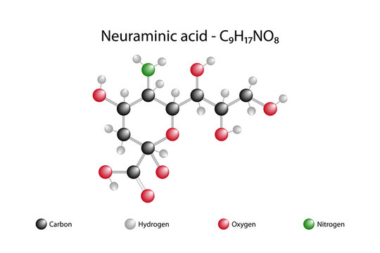 Molecular formula of neuraminic acid. Neuraminic acid is an acidic amino sugar with a backbone formed by nine carbon atoms.