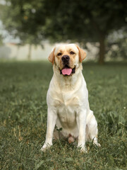 Active, smile and happy purebred labrador retriever dog outdoors in grass park on sunny summer day