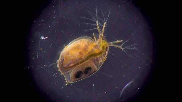 (Daphnia magna, Cladocera), small planktonic crustacean under the microscope, close-up