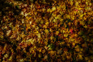 maintained park for recreation for all open in Germany
