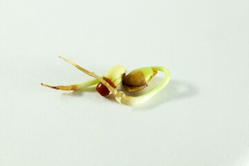 fresh sprouted mix beans indian vegetable closeup selected focus on white background