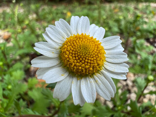 Obraz premium Flor de otoño