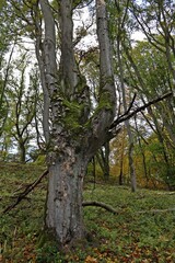 Alte Hutebuche mit Buchenschleimrüblingen und Zunderschwämmen