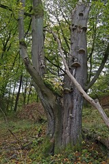 Alte Hutebuche mit Buchenschleimrüblingen und Zunderschwämmen