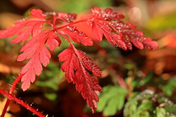 Rot gefärbtes Blatt eines Storchschnabels im Herbst