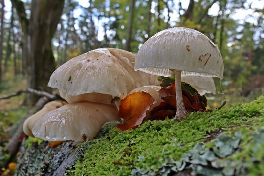 Oudemansiella Bilder Durchsuchen 619 Archivfotos, und