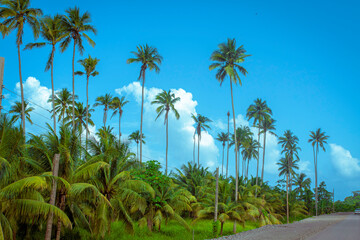 coconut trees