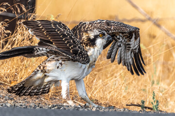 Western Osprey (Pandion haliaetus) Perching on the Ground