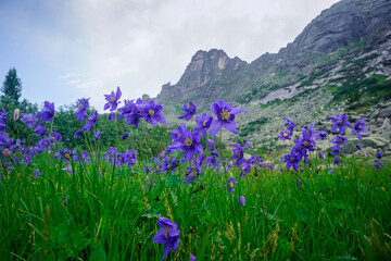 Obraz premium Blue mountain flowers in a meadow in Ergaki Natural Park