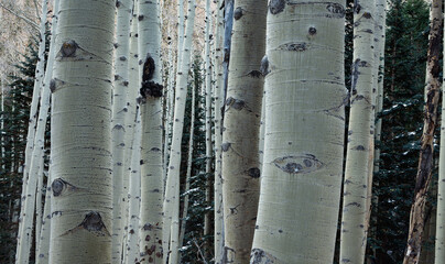 Beautiful winter scenery with aspen tree trunks in powder snow