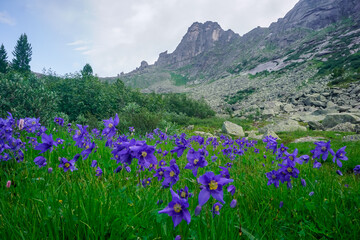Blue mountain flowers in a meadow in Ergaki Natural Park