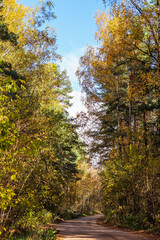 Beautiful autumn forest and road. Bright yellow leaves of trees. Natural colorful background